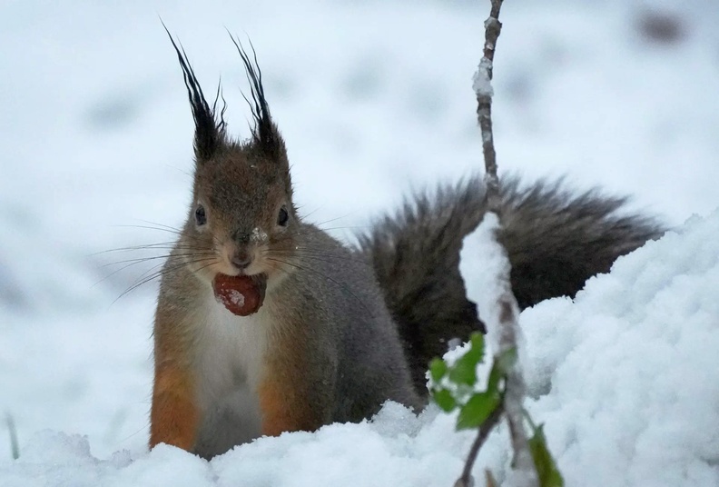 Squirrel in city park, Tallinn, Estonia